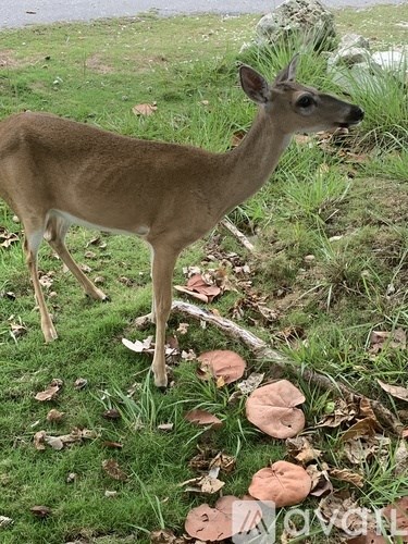 A deer standing in a grassy area with leaves on the ground.