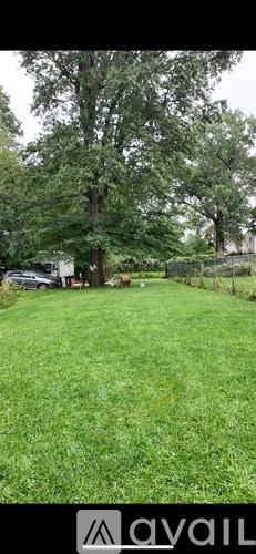 A grassy area with a tree in the background.