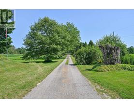 A gravel road stretches into the distance with trees on either side.