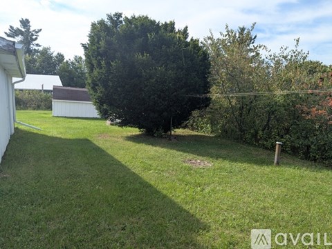 A backyard with a white shed and a large tree.