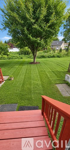 A tree in a yard with a red deck in the foreground.