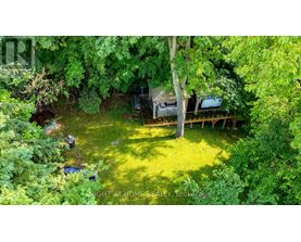 A backyard with a tree, a lawn, and a shed.