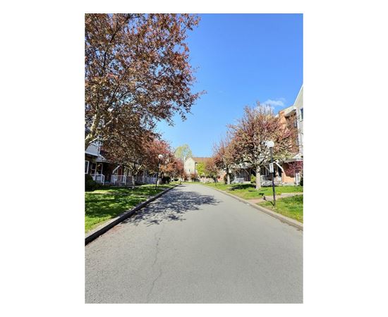 A tree-lined street with a clear blue sky above.