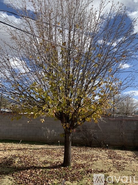 A tree with yellow leaves stands in a field.