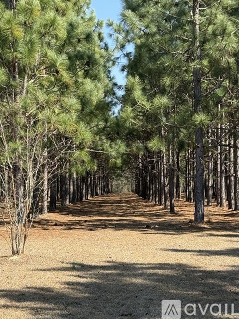 A forest of tall pine trees with a clear blue sky above.