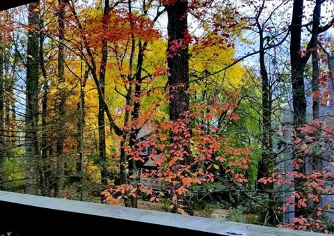 A forest of trees with autumn leaves.