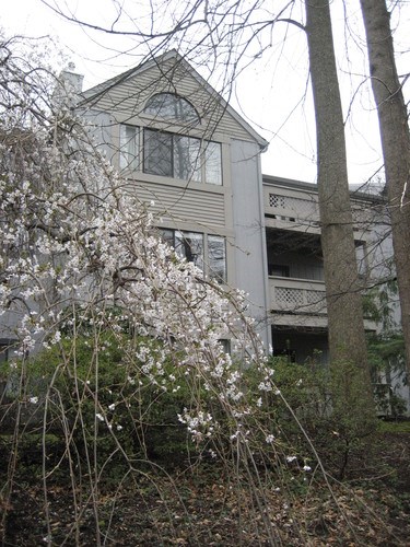 A house with a tree in front of it.