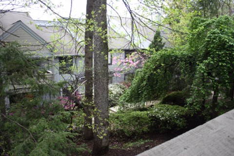 A tree in a yard with a house in the background.
