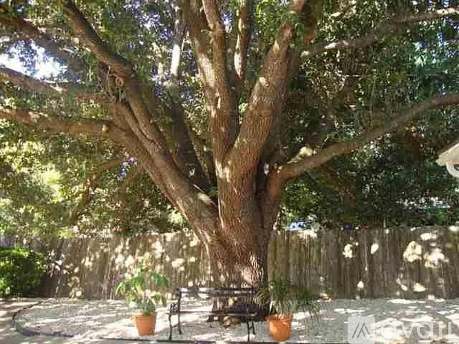 A large tree in a backyard with a bench underneath it.