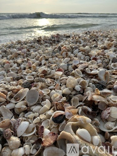A beach covered in shells with the sun setting in the background.
