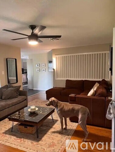 A dog standing in a living room with a couch and coffee table.