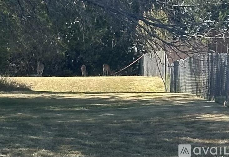 Three deer are standing in a grassy field.