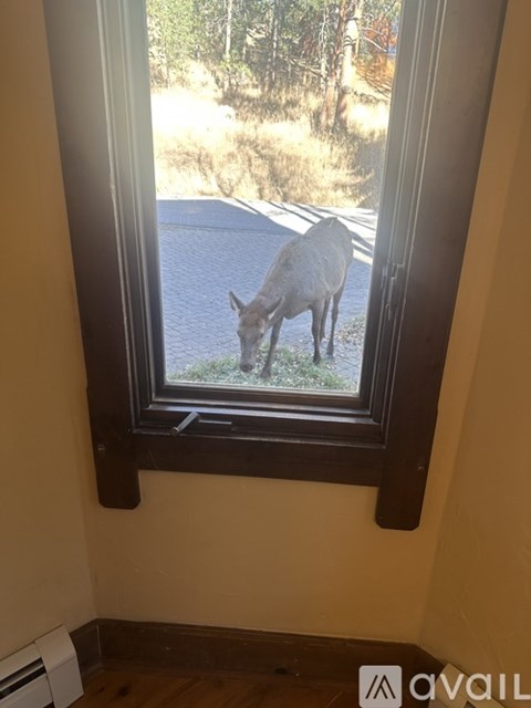 A deer is looking into a window.