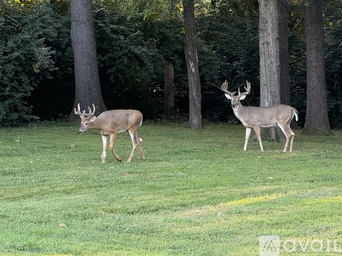 Two deer are standing in a grassy area with trees in the background.