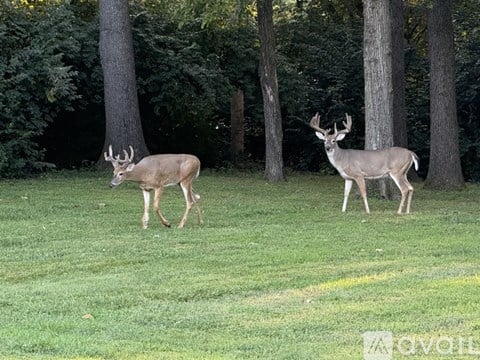 Two deer are standing in a grassy area with trees in the background.