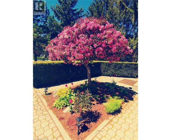 A tree with pink flowers is in the middle of a garden.