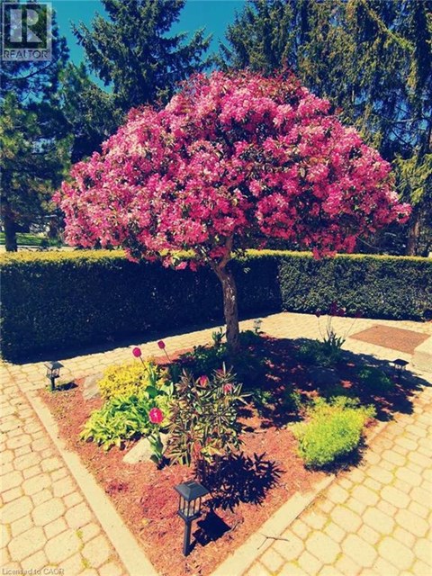 A tree with pink flowers is in the middle of a garden.