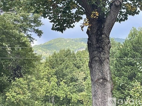 A tree in the foreground with a mountain in the background.