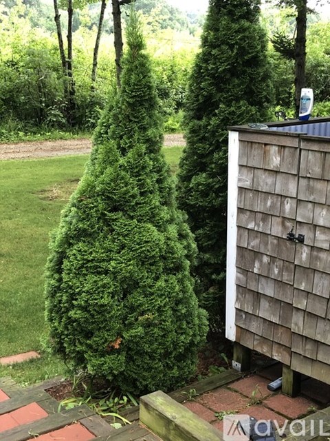 A green tree is next to a wooden shed.