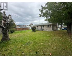 A backyard with a tree, a fence and a house in the background.