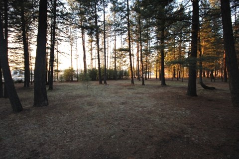 A forest with tall trees and a ground covered with leaves.