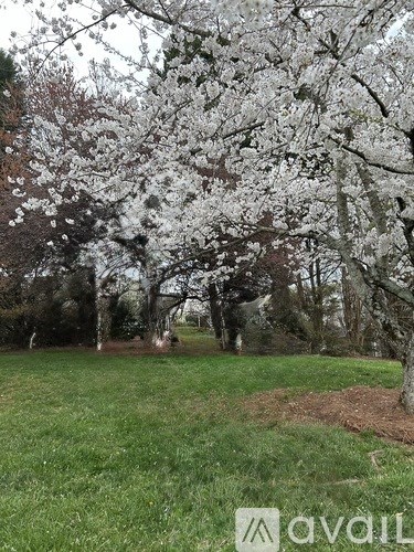 A tree with white blossoms stands in a grassy field.