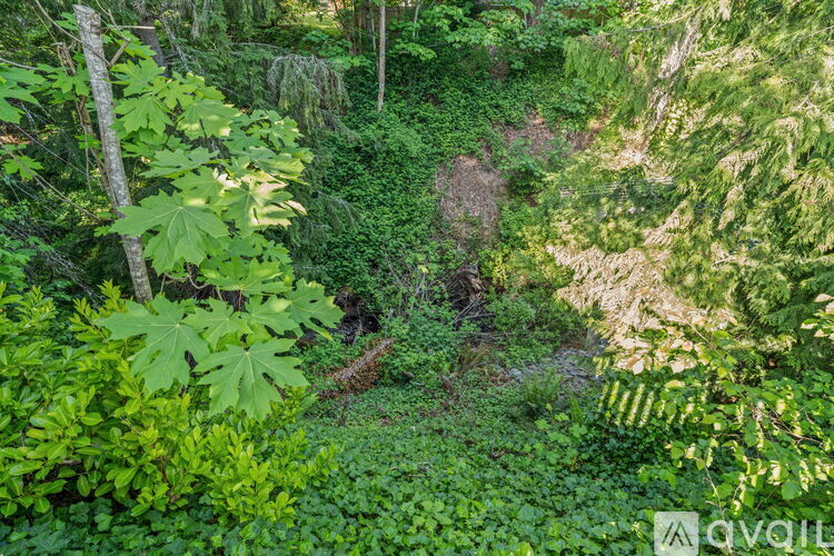 A lush green forest with a variety of plants and trees.