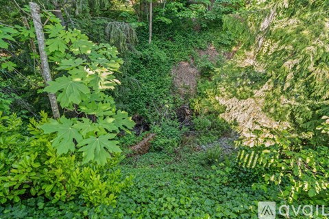 A lush green forest with a variety of plants and trees.
