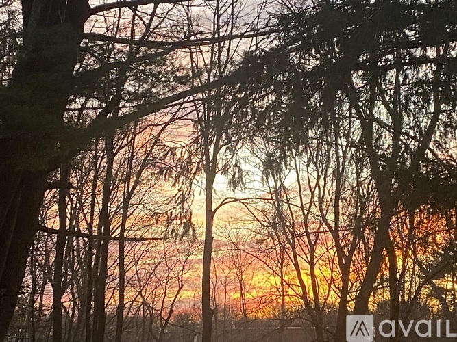 A sunset view with trees silhouetted against the sky.