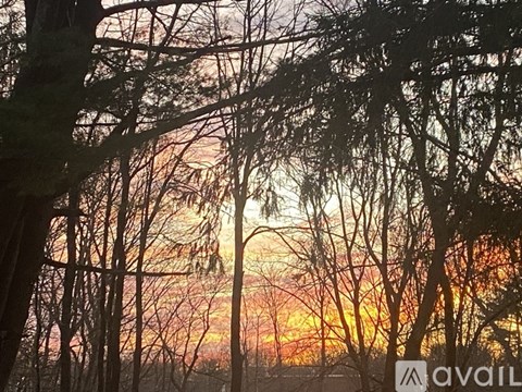 A sunset view with trees silhouetted against the sky.