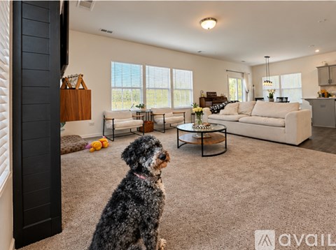 A dog sits in a living room with a white couch and a coffee table.