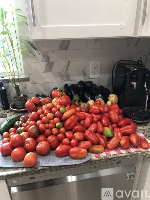 A large pile of tomatoes on a kitchen counter.