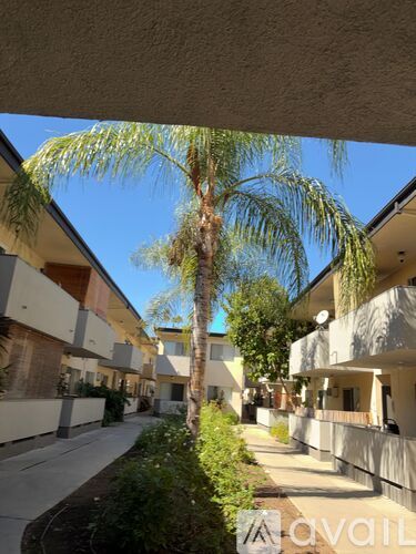 A palm tree stands in front of a building with a clear blue sky above.