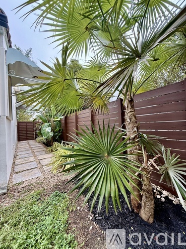 A palm tree in a garden with a wooden fence in the background.