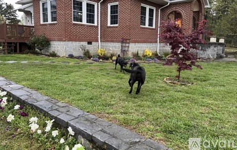 Two black dogs playing in a grassy yard.