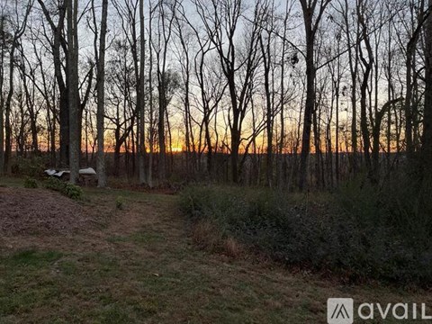 A forest with bare trees and a sunset in the background.