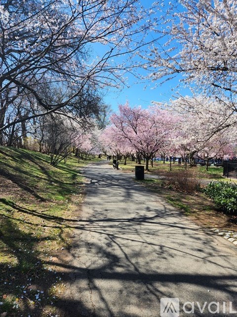 A pathway with trees on both sides and a clear blue sky.