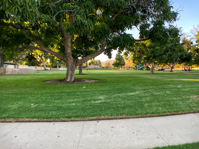 A large tree in the middle of a grassy area with a concrete walkway.