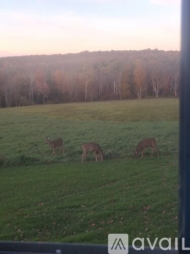 Three deer grazing in a field with trees in the background.