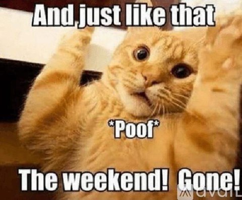 A cat with a surprised expression and its paws up in the air, with the text "And just like that *Poof* The weekend! Gone!"
