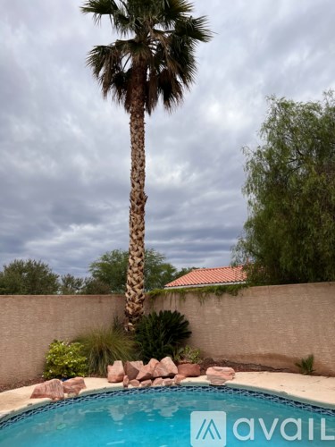 A palm tree stands tall next to a pool with rocks in the foreground.