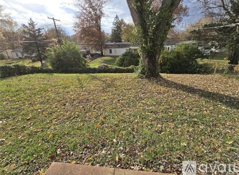 A tree in a yard with leaves on the ground.