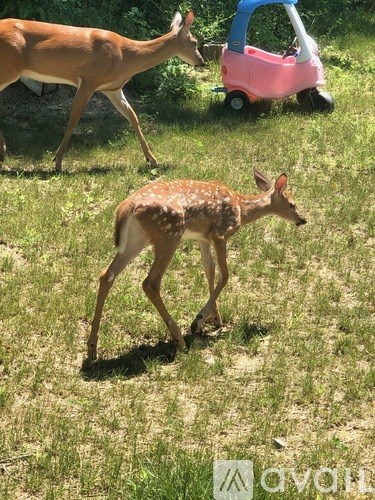 A baby deer is walking in the grass near a pink toy car.