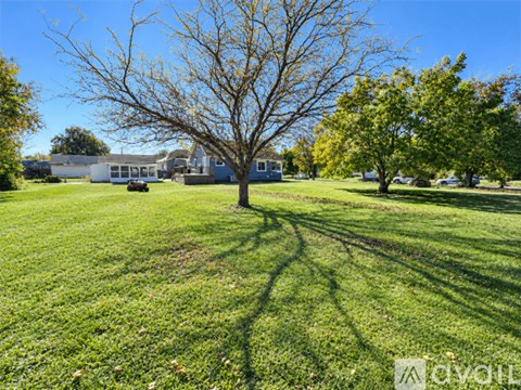 A tree in a grassy field with a house in the background.