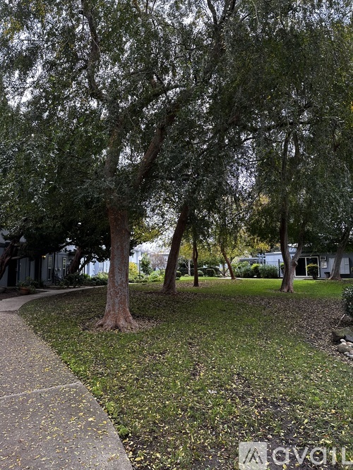 A tree in a park with a pathway.