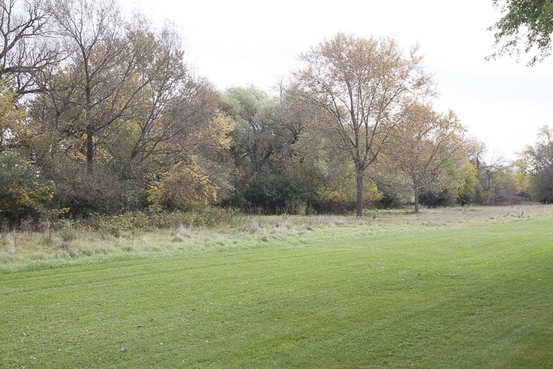 a large field of grass with trees in the background