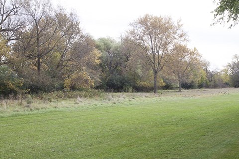 a large field of grass with trees in the background