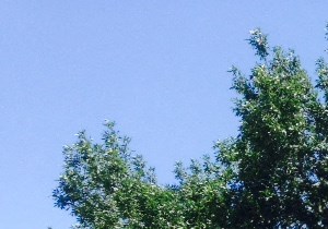 A tree in front of a house with a garage door.