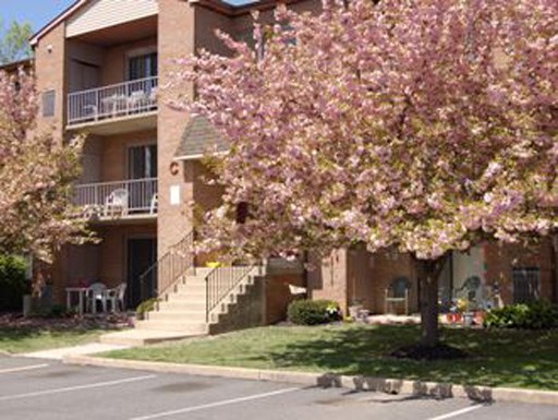 a flowering tree in front of an apartment building