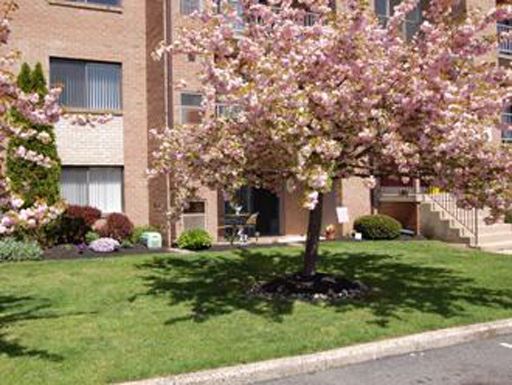 a flowering tree in the grass in front of a building